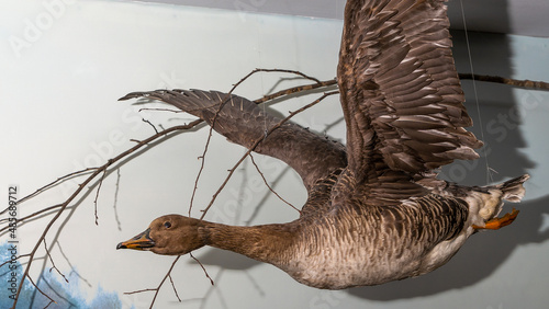 фотографія Taxidermy of wild duck in flight