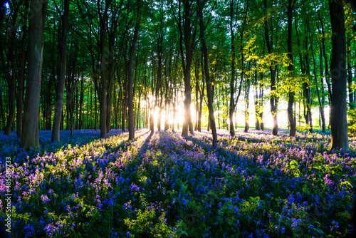 Bluebell woods in Spring  Oxford  Oxfordshire  England  United Kingdom  Europe