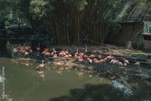 flamenco-zoologico-animales-aves
