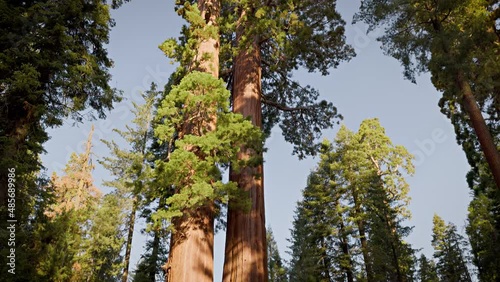 Incredible Giant Sequoia trees, some of the oldest and largest trees on earth. Kings Canyon National Park