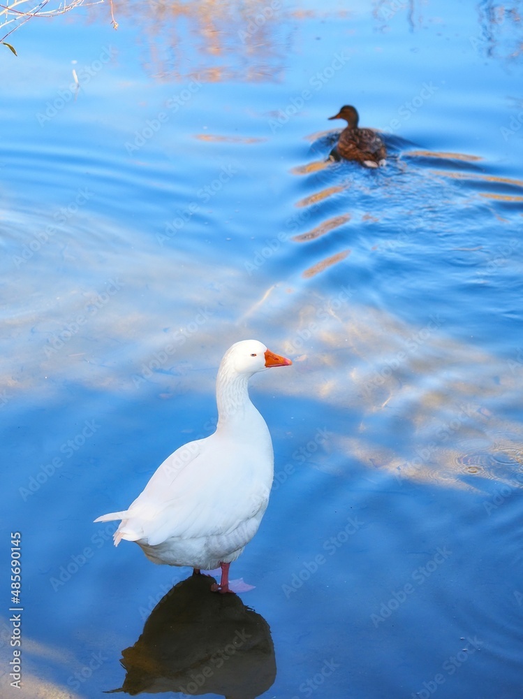 GOOSE LOOKS LIKE DUCK LEAVES FURROW IN THE RIVER GOOSE LOOKS LIKE DUCK LEAVES FURROW IN THE RIVER