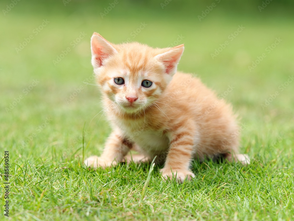 Portrait of lovely ginger tabby cat standing on green grass field, looking alertly, cute pet concept. Portrait of lovely ginger tabby cat standing on green grass field, looking alertly, cute pet concept.