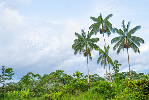 Flight of birds over the Amazon rainforest near Leticia, Colombia