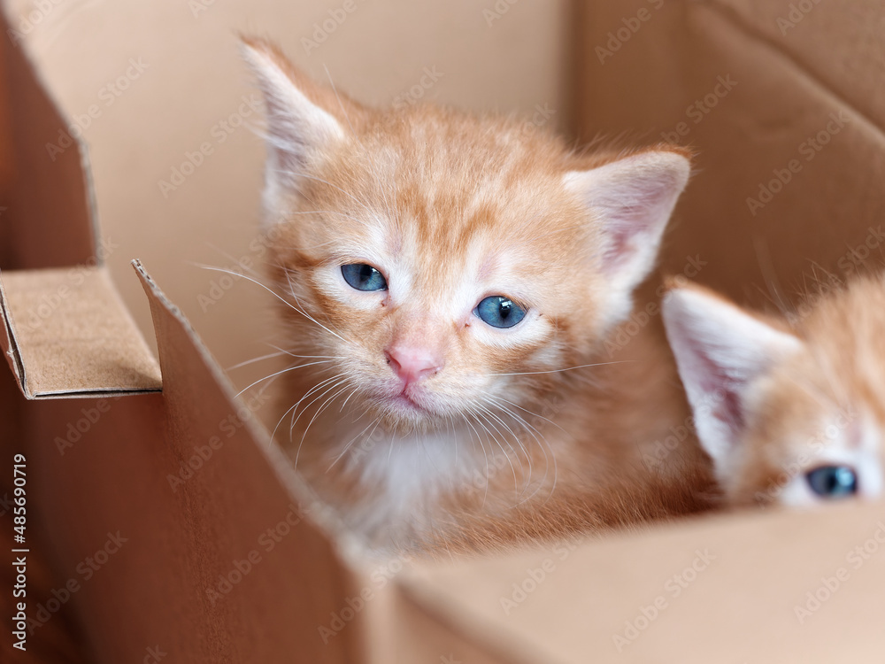 Portrait of two cute ginger tabby cat, adorable kitty looking at camera. Portrait of two cute ginger tabby cat, adorable kitty looking at camera.