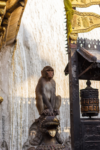 Photography A monkey sits on a statue in Swayambhunath, Nepal