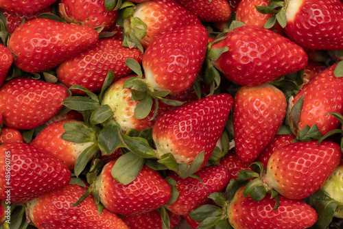 Some delicious strawberries in the background, freshly picked. One of the largest harvests is produced in the province of Huelva, Spain.