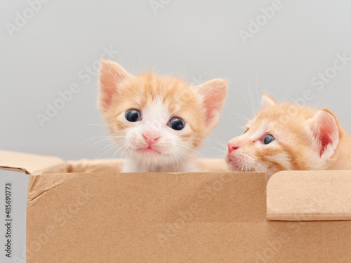 Portrait of two cute ginger tabby cat, adorable kitty looking at camera.