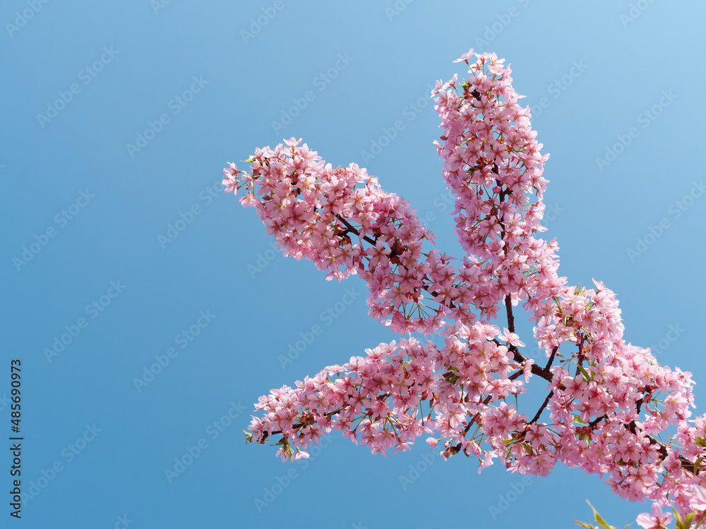 Pink cherry blossoms isolated with blue sky background, spring flowers series. Pink cherry blossoms isolated with blue sky background, spring flowers series.
