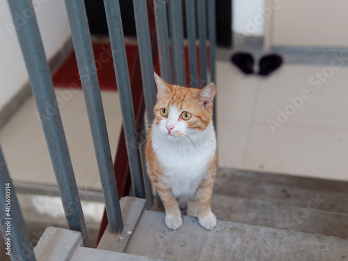 Cute ginger tabby cat sitting on steps in residential building.