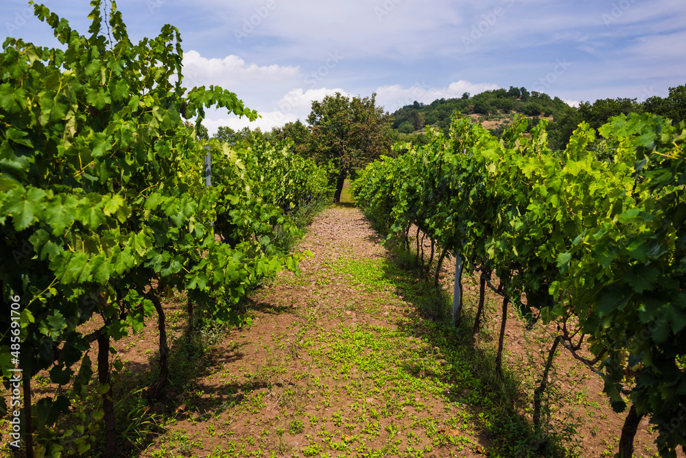 Vineyard at a winery on Mount Etna Volcano, Sicily, UNESCO World Heritage Site, Italy, Europe