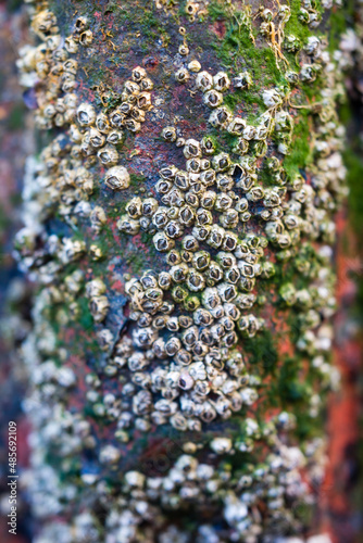 Barnacles on an old fishing boat, Barmouth Harbour, Gwynedd, North Wales, Wales, United Kingdom, Europe photo