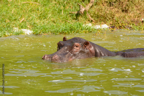 Large Hippo Enjoying the Cool Waters