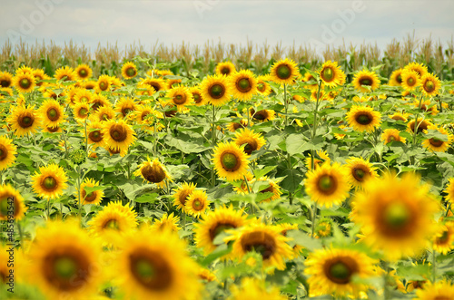 Flores amarelas da Helianthus annuus a frente a planta    o de milho