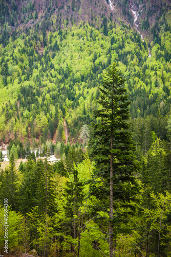 Alpine forest at Kranjska Gora, Juilan Alps, Triglav National Park, Upper Carniola, Slovenia
