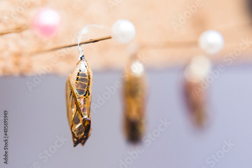 Butterfly Pupa (lavae and cocoons) at the Butterfly House in Mashpi Cloud Forest, Choco Rainforest, Ecuador, South America photo