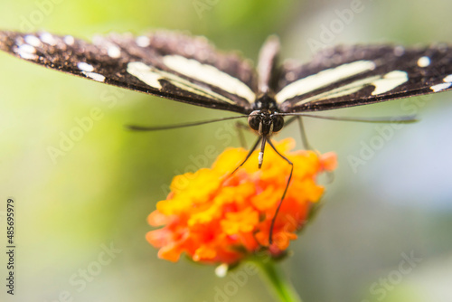 Butterfly, Mashpi Cloud Forest, Choco Rainforest, Ecuador, South America