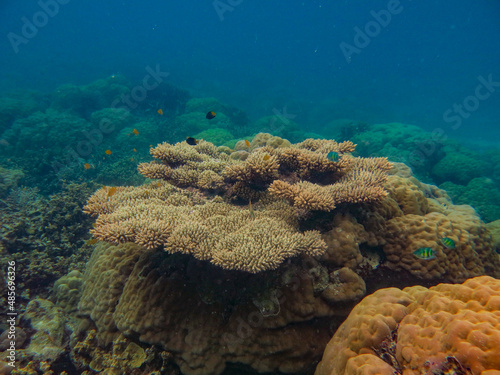 Tropical fishes and Coral reefs in ocean, underwater photo, in Aimeliik, Palau, Oceania