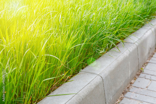 Green grass and gray curbstone. Improvement of the city. photo