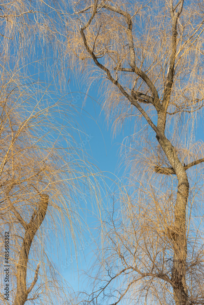 willow trees and bright blue sky in winter willow trees and bright blue sky in winter