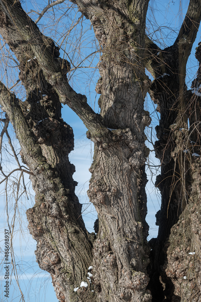 willow tree trunk and blue sky willow tree trunk and blue sky