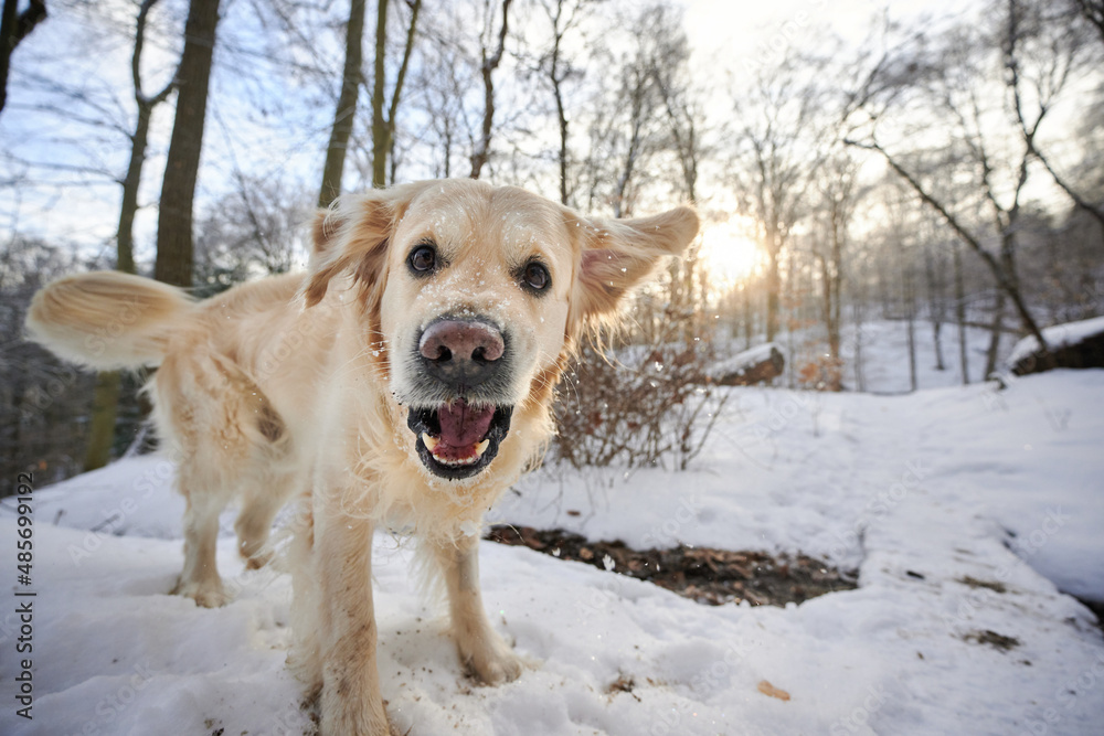 SEWICKLEY, PA, USA - FEBRUARY 7TH 2022: A 5-year old male Golden Retriever dog is hiking up the hills of Western Pennsylvania. The winter forest is covered in snow and the icicles shine in the sun.
