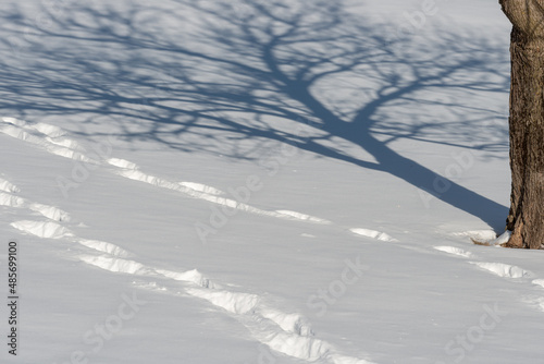 shadow of a tree on snow with footprints in winter