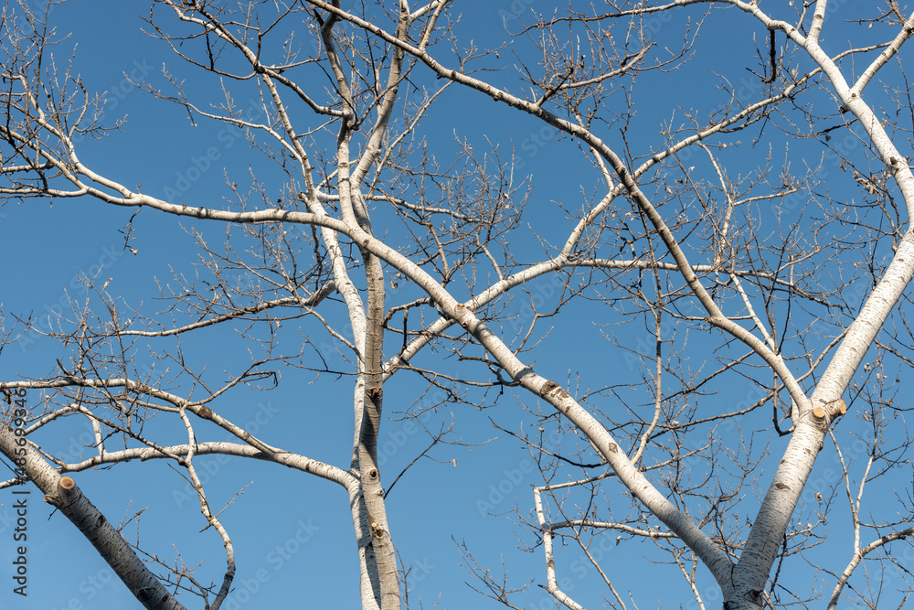 branches against sky branches against sky