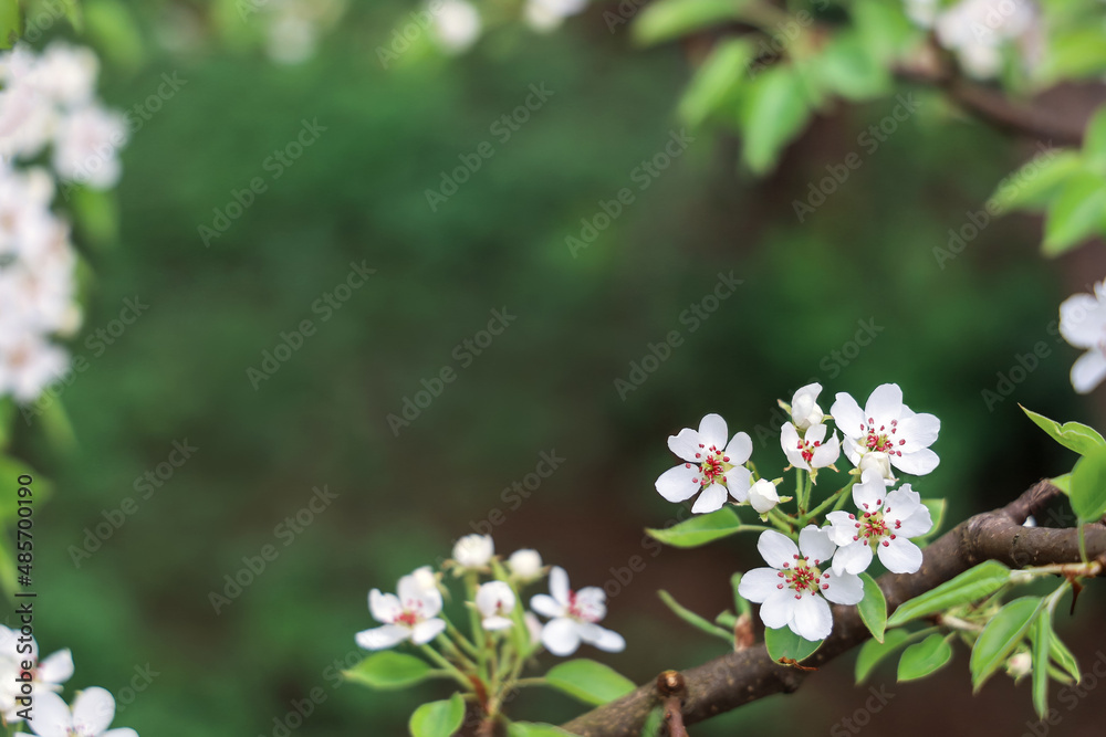 Frame from branches pear with white flowers, with copy space Frame from branches pear with white flowers, with copy space
