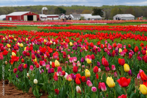 View of a colorful tulip field with flowers in bloom in Cream Ridge  Upper Freehold  New Jersey  United States