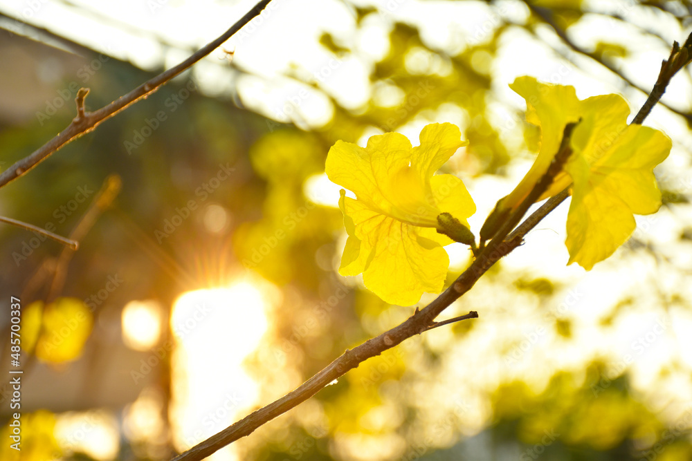 Obraz premium Yellow Trumpet Tree