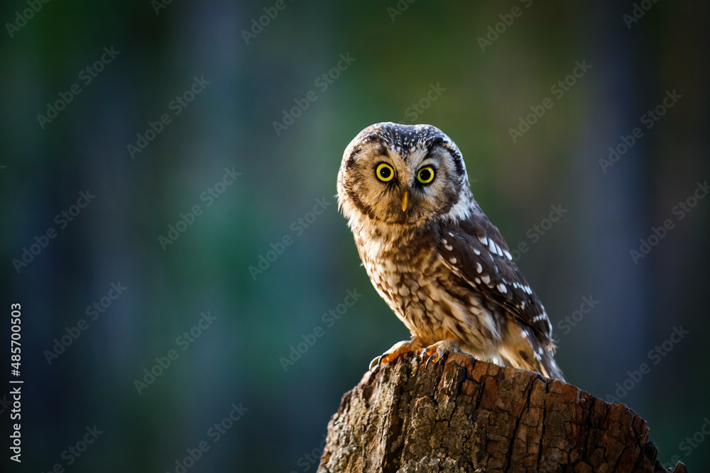 Owl at sunrise. Boreal owl, Aegolius funereus, perched on decayed trunk. Typical small owl with big yellow eyes in first morning sun rays. Animal known as Tengmalm's owl. Wildlife, waking up nature.