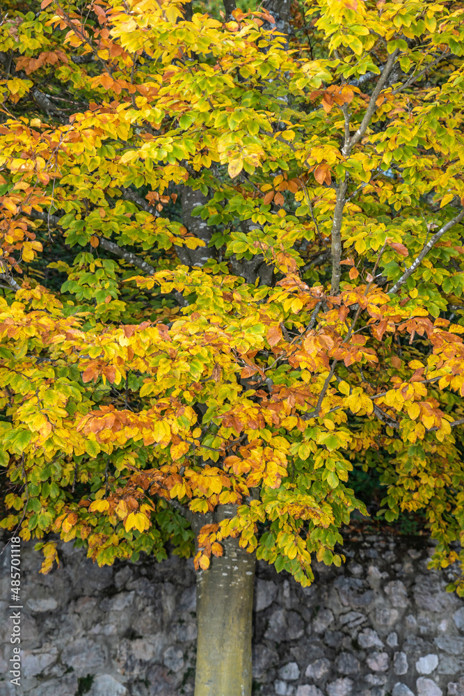 Naklejka premium Buche