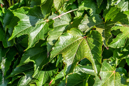 Wallpaper Mural Wilder Wein Torontodigital.ca