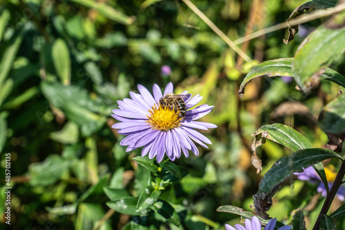 Wallpaper Mural Aromatische Aster mit Biene Torontodigital.ca