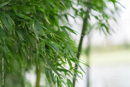 Inside view of a bamboo forest.