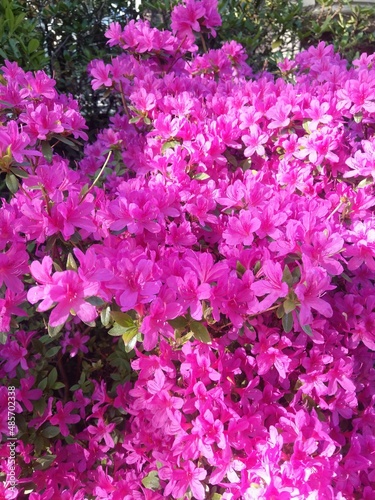 pink flowers in the garden Rhododendron
