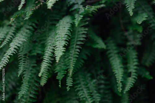 Close view of the green fern leaves in a botanical garden.