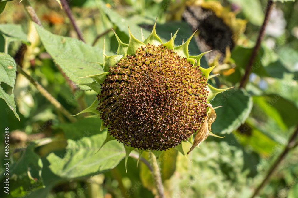 Sonnenblume Sonnenblume