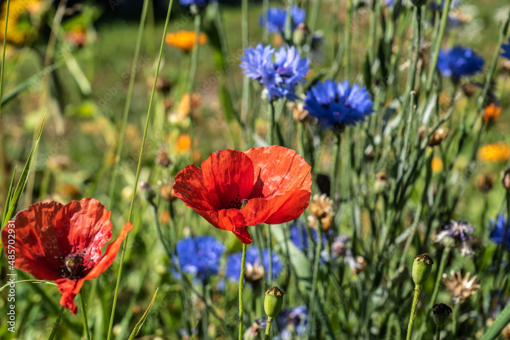 Fototapeta premium Mohnblüte