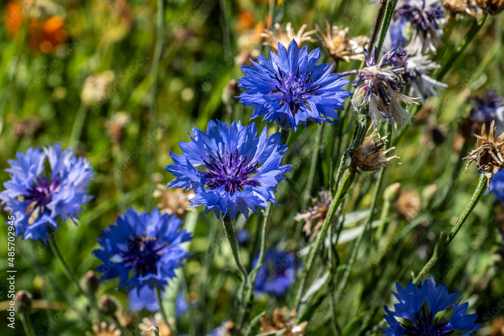 Kornblume Kornblume