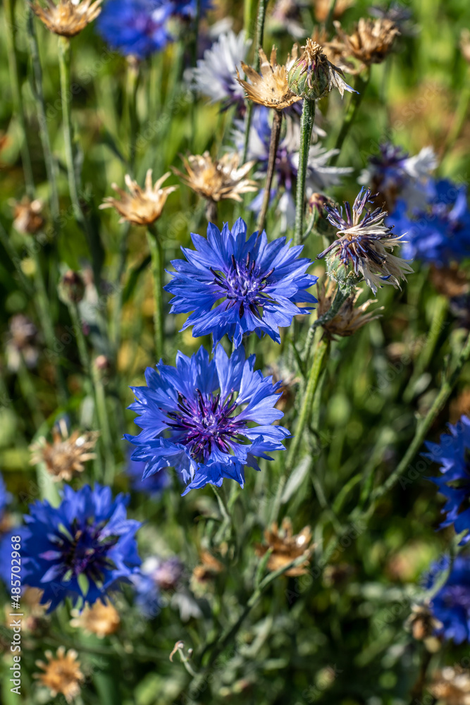 Kornblume Kornblume