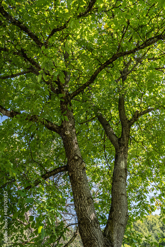 Nussbaum Blätterdach