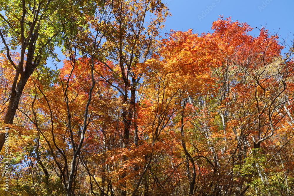 石川県道33号白山公園線の紅葉（石川県白山市）