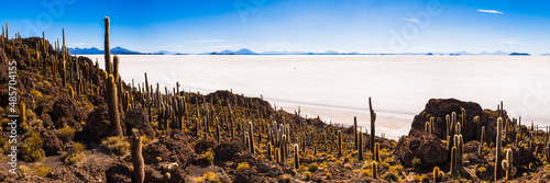 Cactus and Isla Incahuasi (aka Fish Island or Inka Wasi), Uyuni Salt Flats (Salar de Uyuni), Uyuni, Bolivia, South America