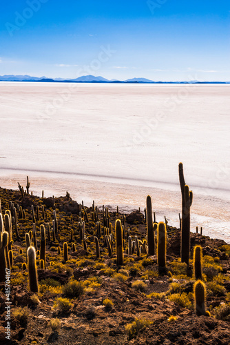 Cactus and Isla Incahuasi (aka Fish Island or Inka Wasi), Uyuni Salt Flats (Salar de Uyuni), Uyuni, Bolivia, South America