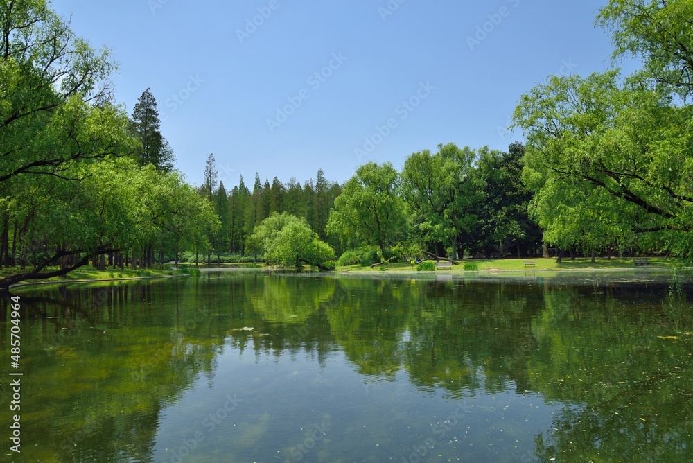 lake in the forest