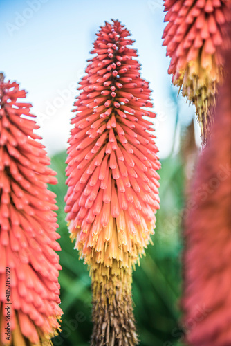 Flowers at La Merced del Alto Hotel and Spa, Cachi, Cachi Valley, Salta Province, North Argentina, South America photo