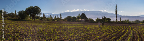 Farmer ploughing crops in a field in the Andes Mountains landscape in the Cachi Valley scenery, Calchaqui Valleys, Salta Province, North Argentina, South America