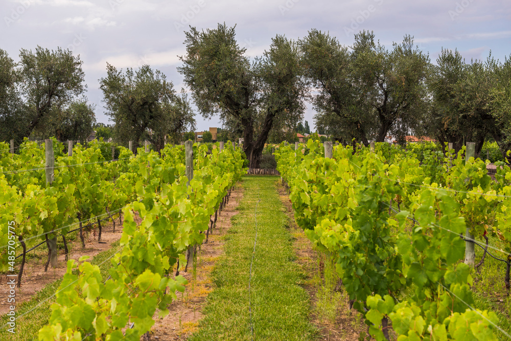 Obraz premium Vineyard with rows of green grape vines for making wine at a winery, Mendonza, Salta Province, North Argentina, South America
