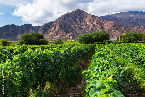 Vineyard with rows of green grape vines for making wine at a winery in the Andes Mountains, Cafayate, Salta Province, North Argentina, South America photo